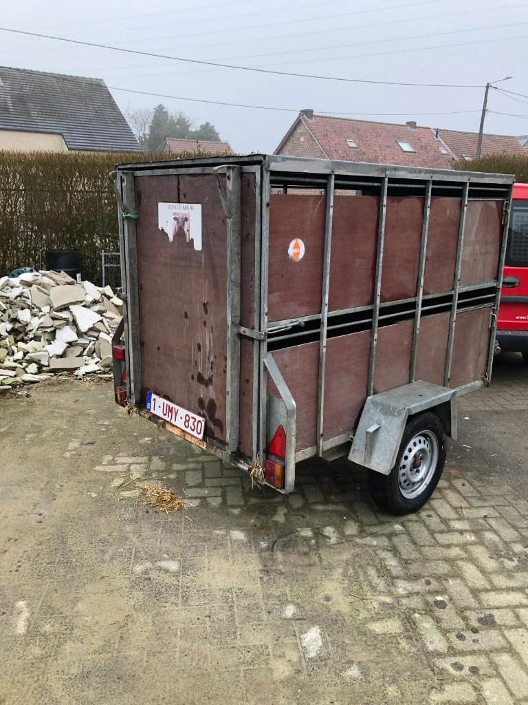 Veetrailer, Dieren en Toebehoren, Meerdere dieren, Schaap, 0 tot 2 jaar