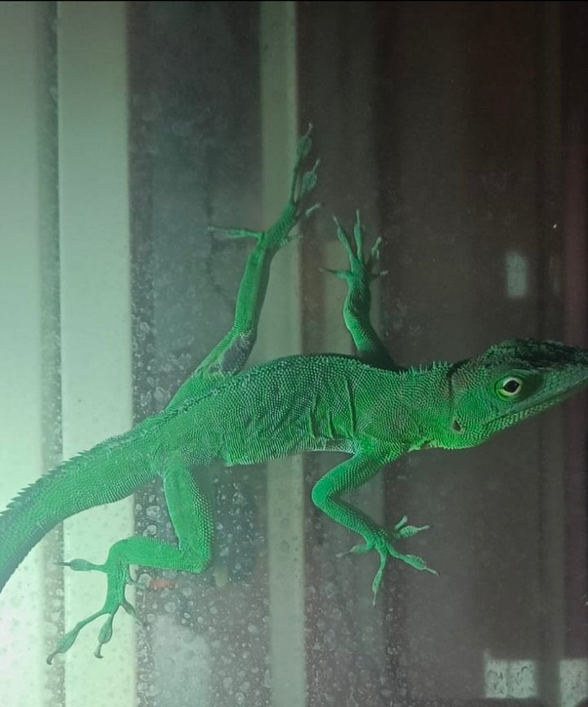 Anolis Garmani, Dieren en Toebehoren, Hagedis, Met terrarium, 3 tot 6 jaar