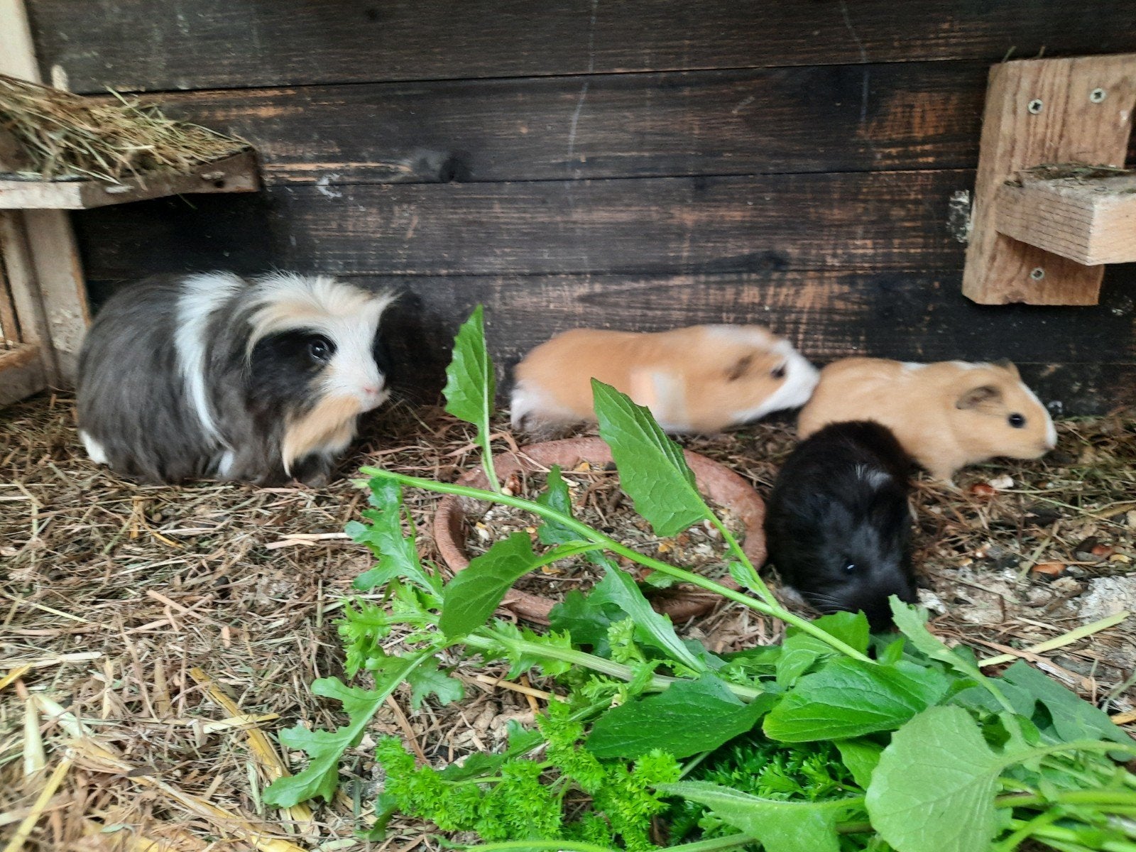 4 cobayes, Animaux & Accessoires, Mai, Cobaye
