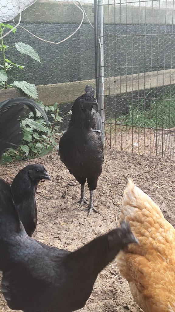 AYAM CEMANİ, Dieren en Toebehoren, Pluimvee, Meerdere dieren, Kip