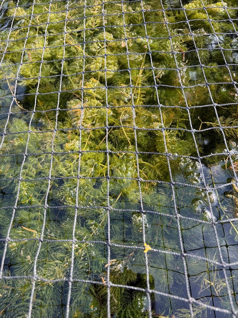 1 emmer van 10 liter met zuurstofplanten voor 5€, Ophalen, Nieuw