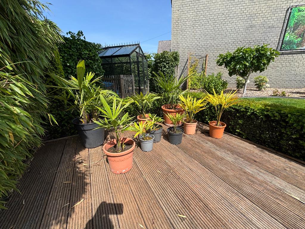 Palmbomen - Trachycarpus, Tuin en Terras, Planten | Tuinplanten, Ophalen, Vaste plant, Overige soorten