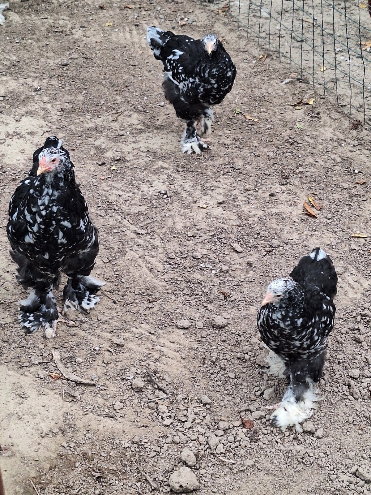 brahma zwart wit gepareld, Dieren en Toebehoren, Meerdere dieren, Kip