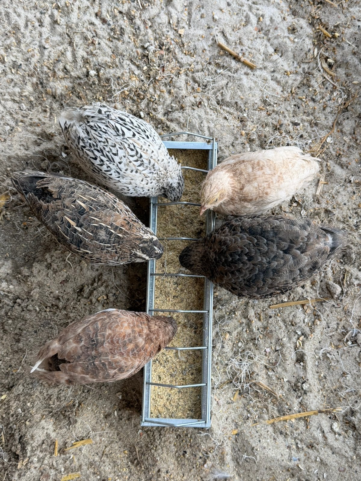 Japanse kwartels.(gereserveerd), Dieren en Toebehoren