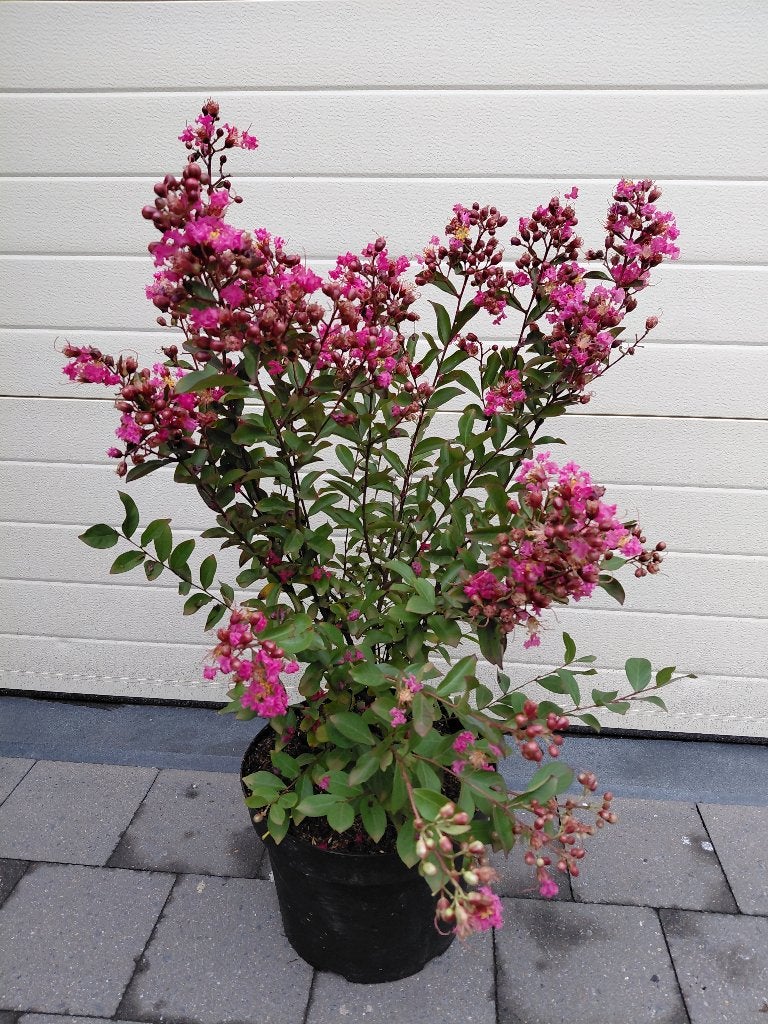 Lagerstroemia Indica, Tuin en Terras, Planten | Tuinplanten, Ophalen