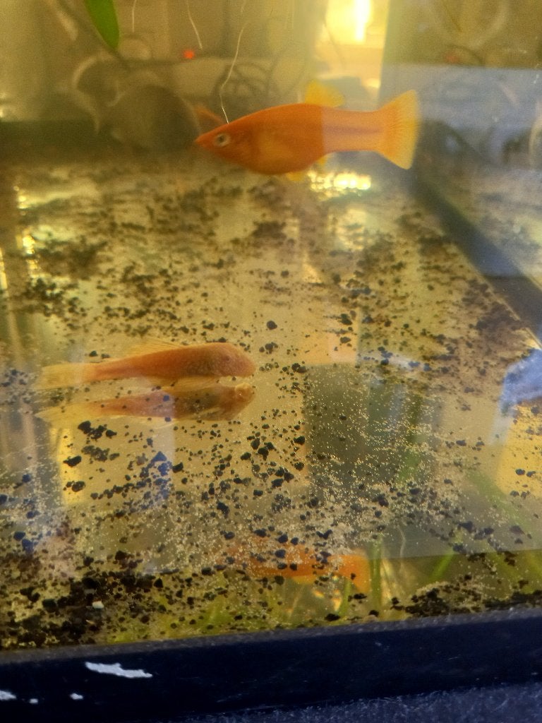 Goudkleurige platy 2 stuks gratis, Dieren en Toebehoren, Vis, Zoetwatervis