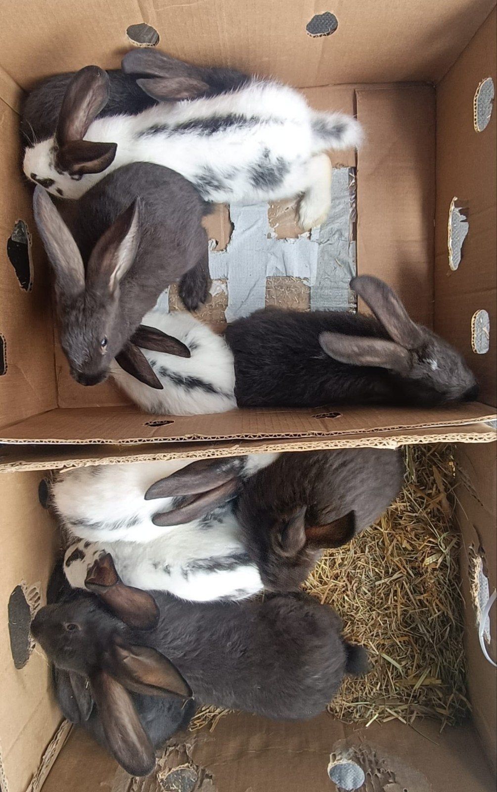 Jonge Konijnen – Alles in één koop, Dieren en Toebehoren, Konijnen, Meerdere dieren, Groot, 0 tot 2 jaar