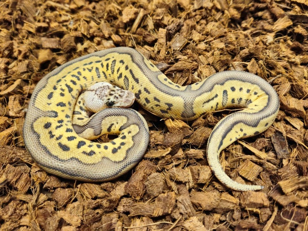 LAST MINUTE HOUTEN DEALS - Diverse koningspythons Ball Python photo 7