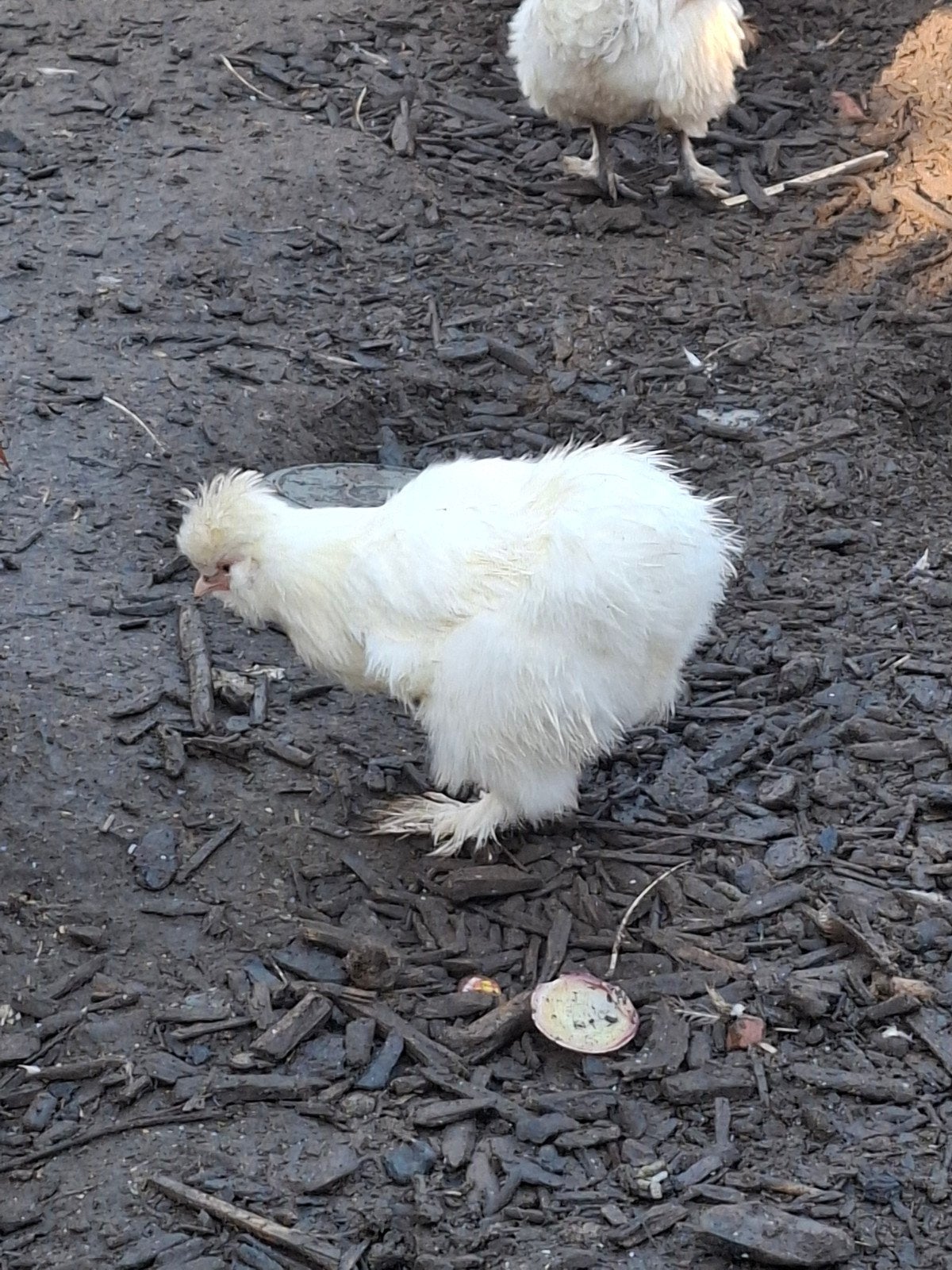 Witte hen, zijdehoen/padua kruising zoekt nieuwe thuis, Dieren en Toebehoren