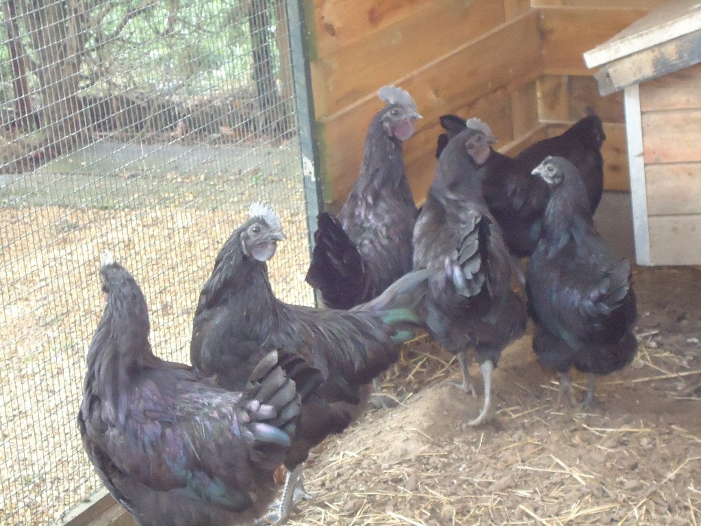 kippen : Ayam Cemani, Animaux & Accessoires, Volatiles, Plusieurs animaux, Poule ou poulet