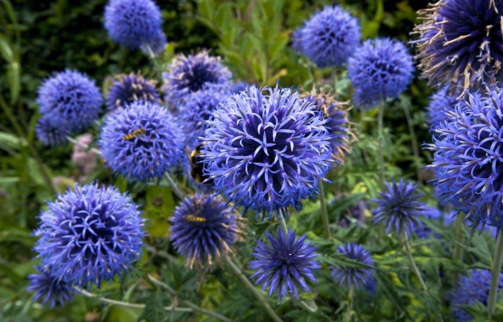 Echinops 'Veitch bleu', Tuin en Terras, Ophalen, Bodembedekkers, Volle zon, Vaste plant