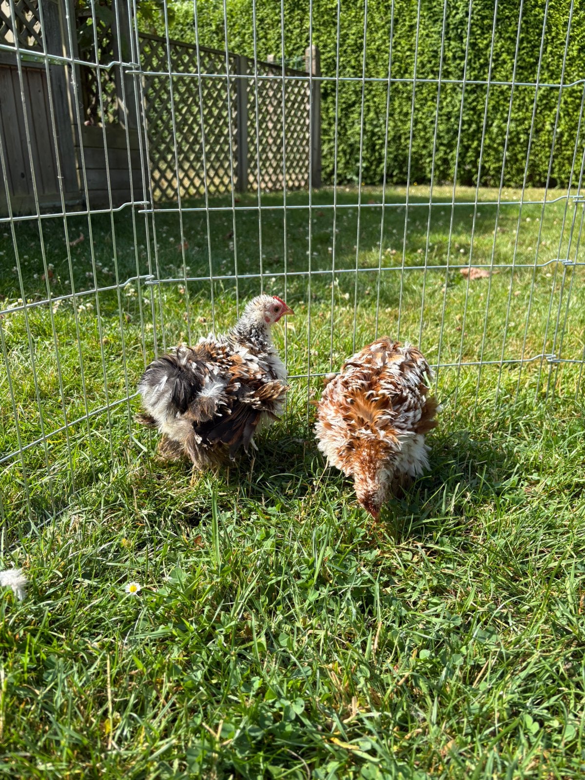 Koppel cochin kriel krulveer te koop, Plusieurs animaux, Poule ou poulet
