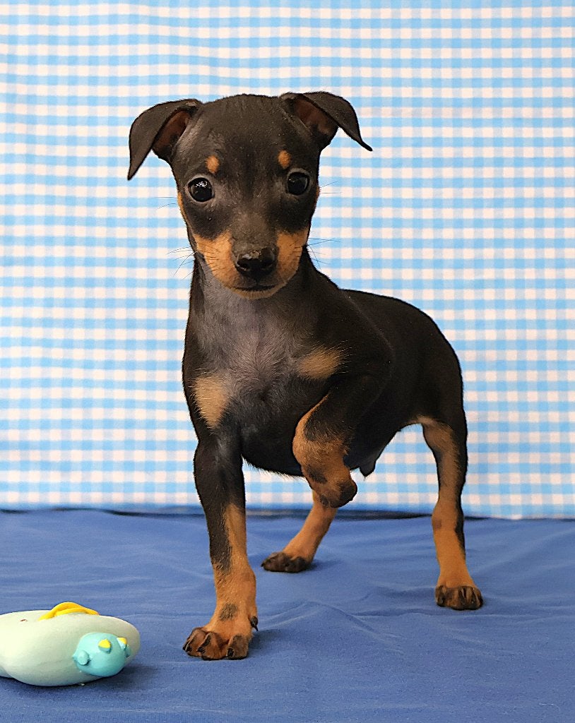 Super mooie Dwerg Pincher pups!, Dieren en Toebehoren, 15 weken tot 1 jaar, Overige rassen, Buitenland, Parvo