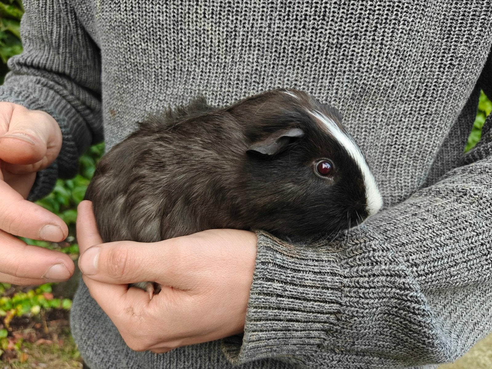 5 mooie cavia mannetjes / beertjes te koop, Dieren en Toebehoren, Augustus, Mannelijk, Cavia