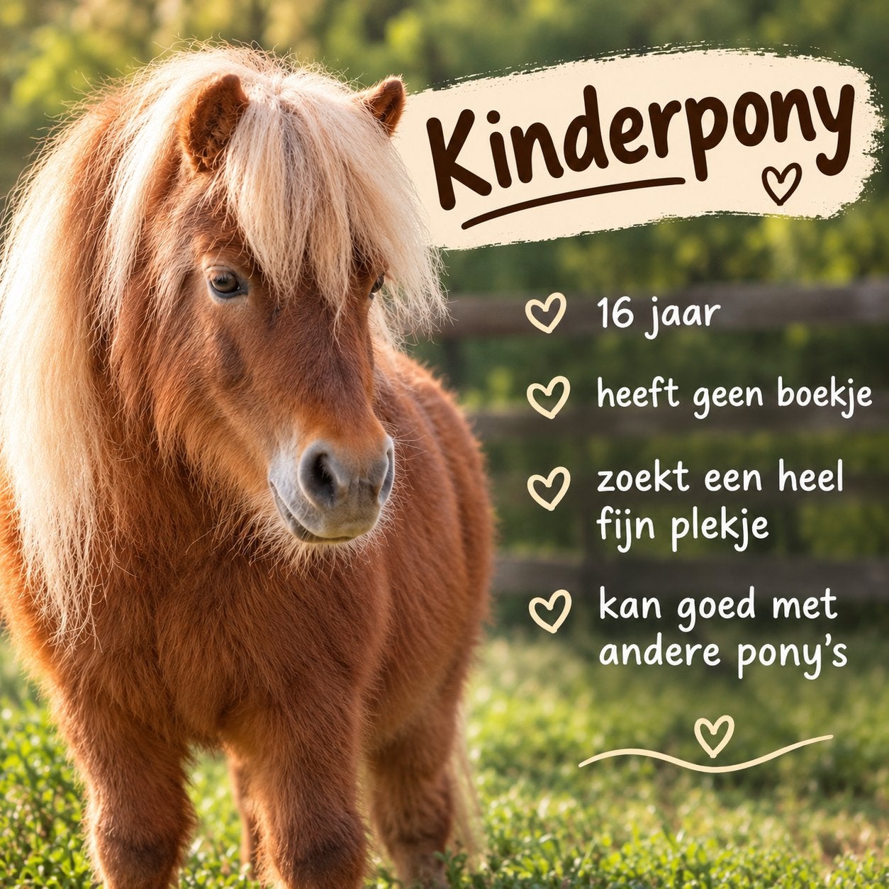 Shetlander merrie, Dieren en Toebehoren