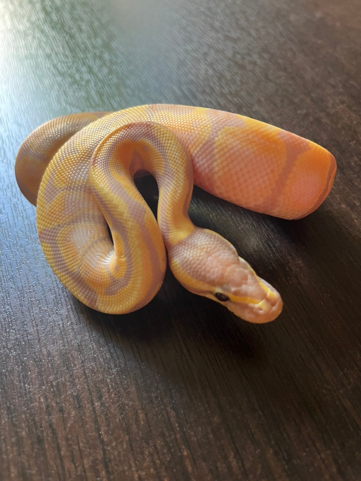 Ball Pythons 3.1, Animaux & Accessoires, Serpent, Domestique, 0 à 2 ans