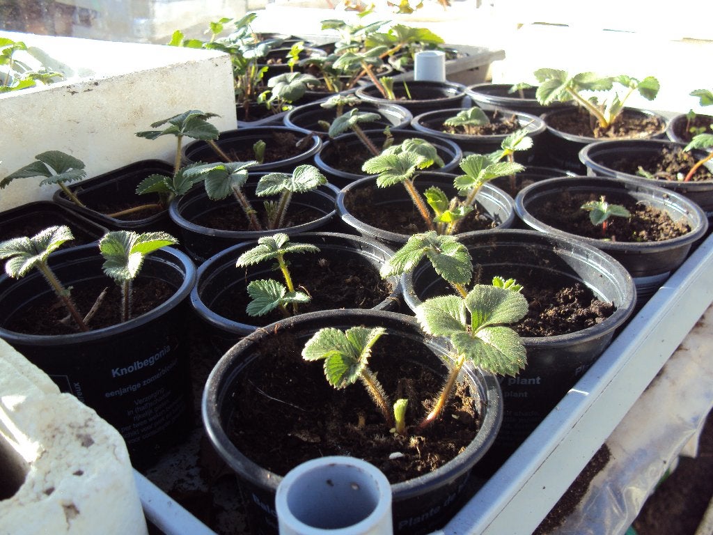 kweekspullen planten, Ophalen, Nieuw, Kweekbak