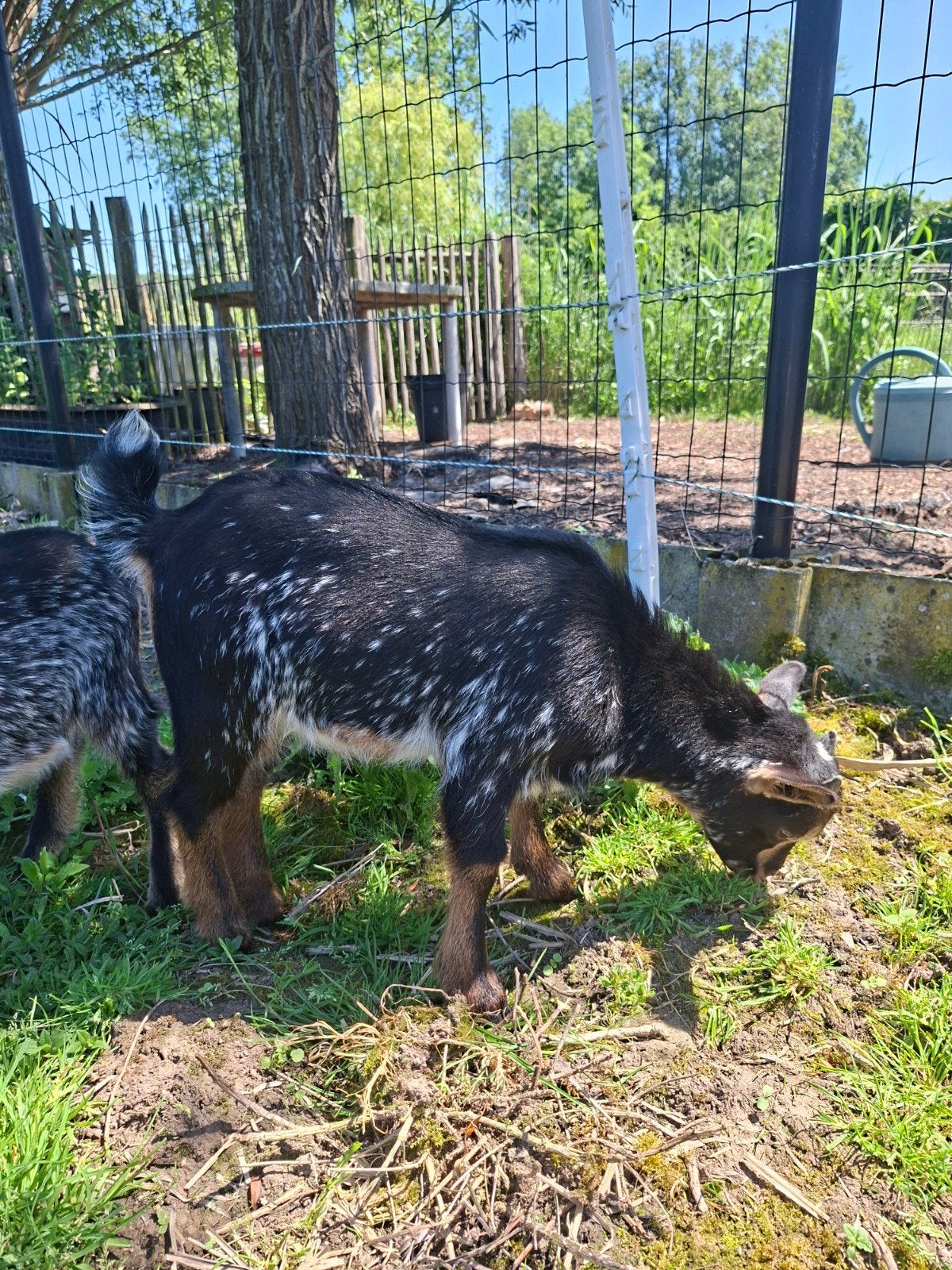 Super aanhankelijk dwerggeit boklammetje, Animaux & Accessoires, Moutons, Chèvres & Cochons, Mâle, Chèvre, 0 à 2 ans