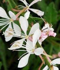 Gaura Whirling Butterfly, Tuin en Terras, Planten | Tuinplanten, Ophalen