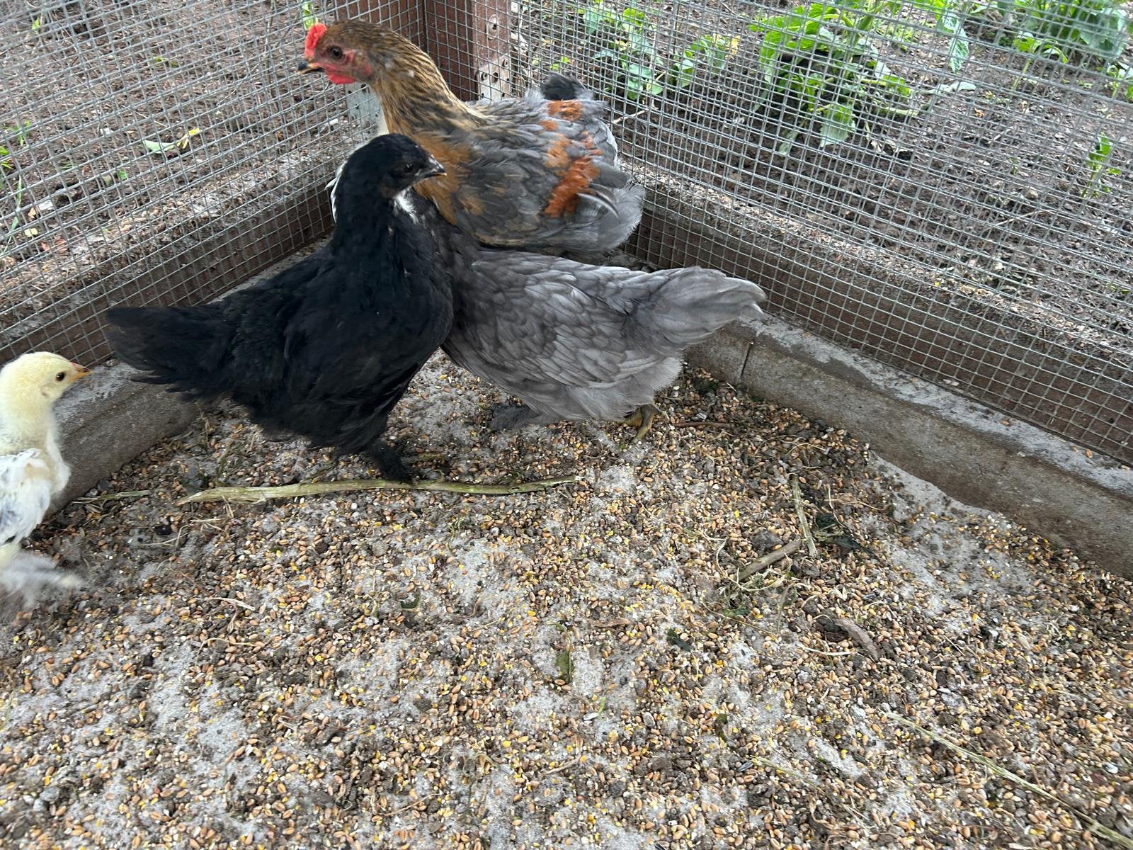 Legkippen te koop, Dieren en Toebehoren, Pluimvee