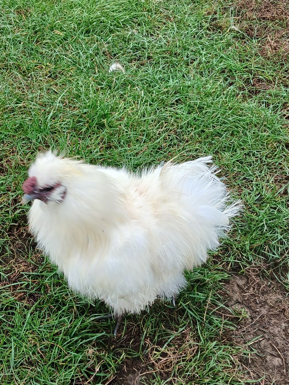 zijdehoender haan 1jaar oud, Mâle, Poule ou poulet