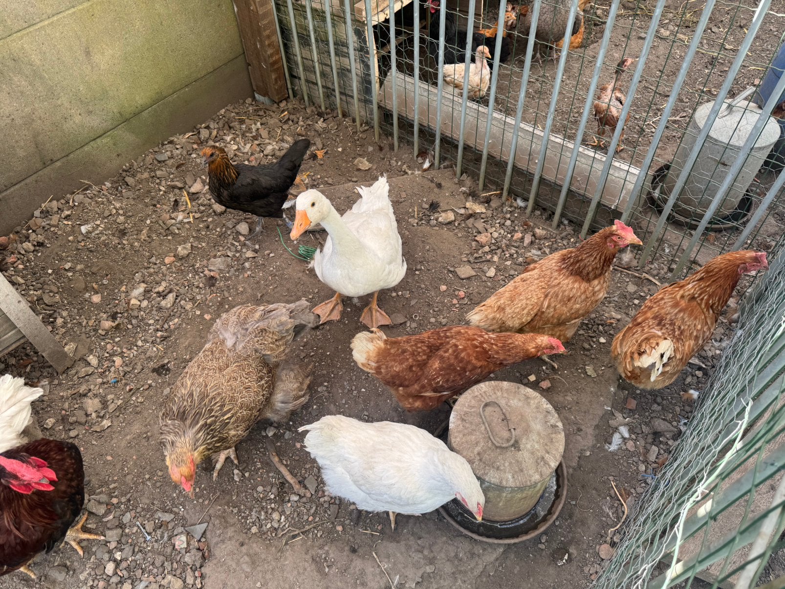 Kippen / gans, Dieren en Toebehoren, Pluimvee, Meerdere dieren, Kip