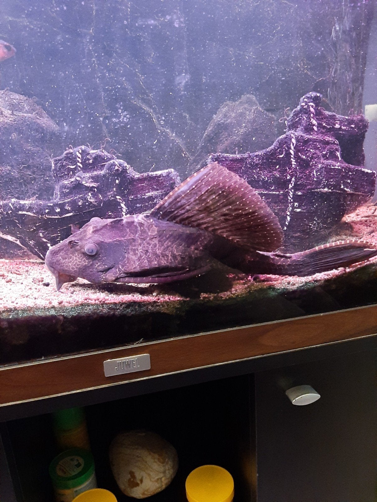 aquariumvissen pleco en luipaardklimbaars, Animaux & Accessoires, Enlèvement