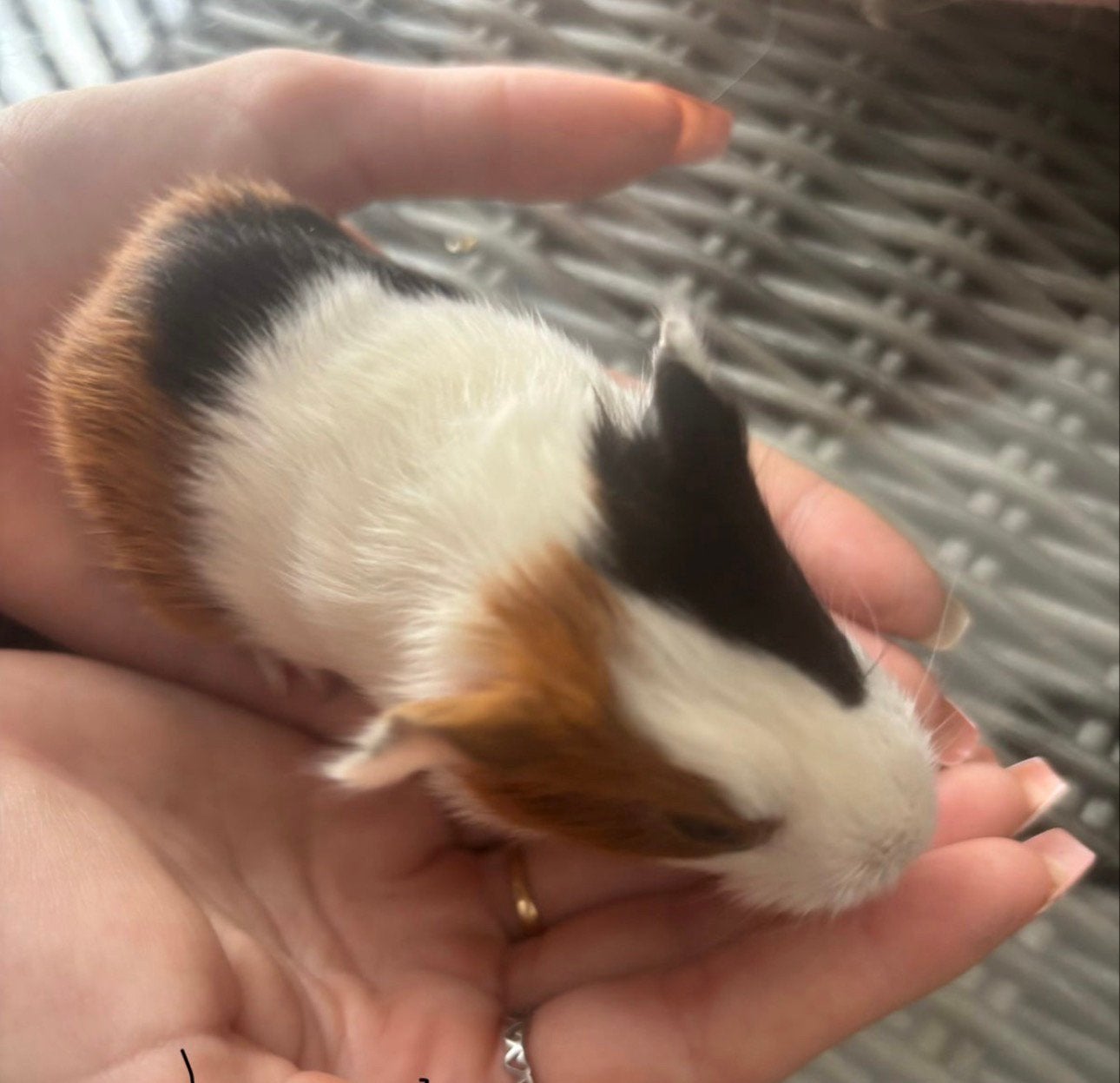 5 beertjes 4 a5 weken oud gratis alleen voor een goed huisje, Dieren en Toebehoren, Juni, Mannelijk, Cavia