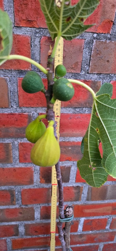 Figuier 'BROWN TURKEY' Ficus Carica 1v1, Jardin & Terrasse, Figuier, En pot, Plein soleil, Moins de 100 cm