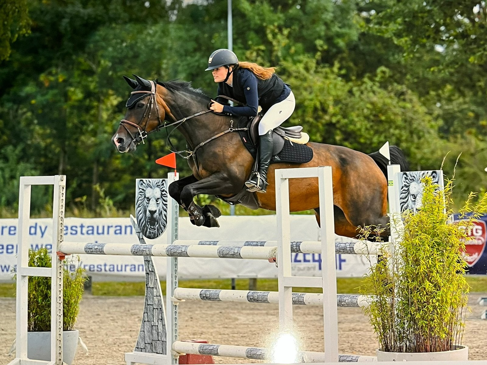 Training van paarden, Dieren en Toebehoren, Niet van toepassing