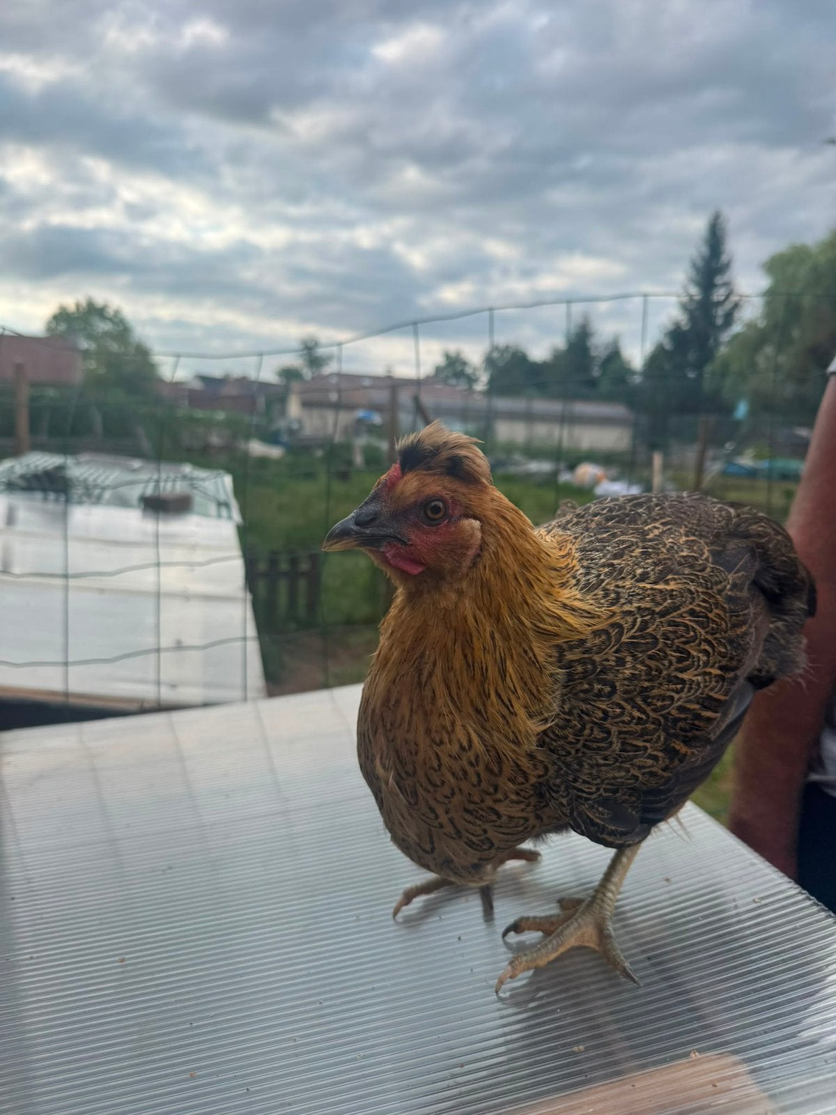 Jonge hen te koop – 17/18 weken, Dieren en Toebehoren, Pluimvee, Kip