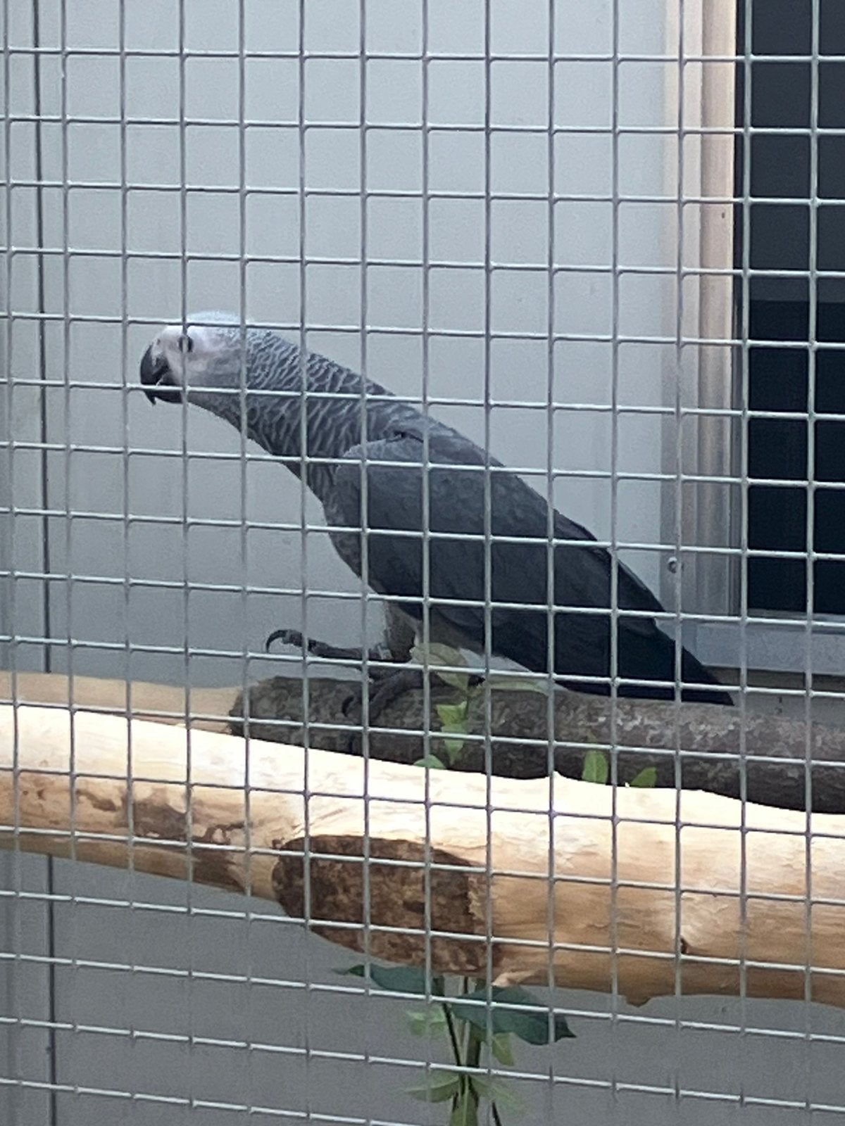 Jonge natuurbroed grijze roodstaart, Dieren en Toebehoren, Geslacht onbekend, Papegaai, Geringd