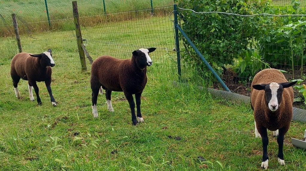ZWARTBLES Lammetjes, Maart