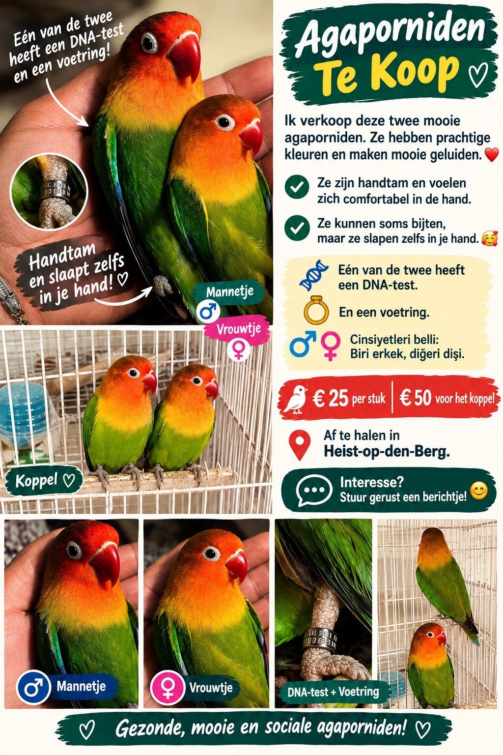 Agaporniden te koop
Ik verkoop deze twee mooie agapornide, Meerdere dieren, Papegaai, Geringd