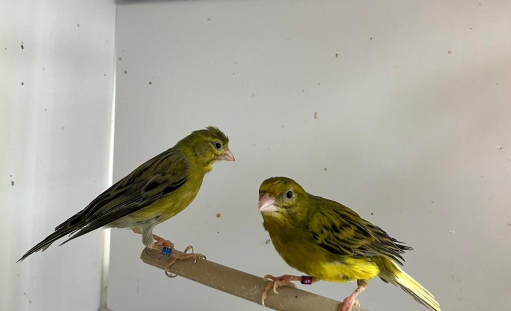 Raza espagnola kanarie koppels, Dieren en Toebehoren, Vogels | Kanaries, Meerdere dieren, Postuurkanarie