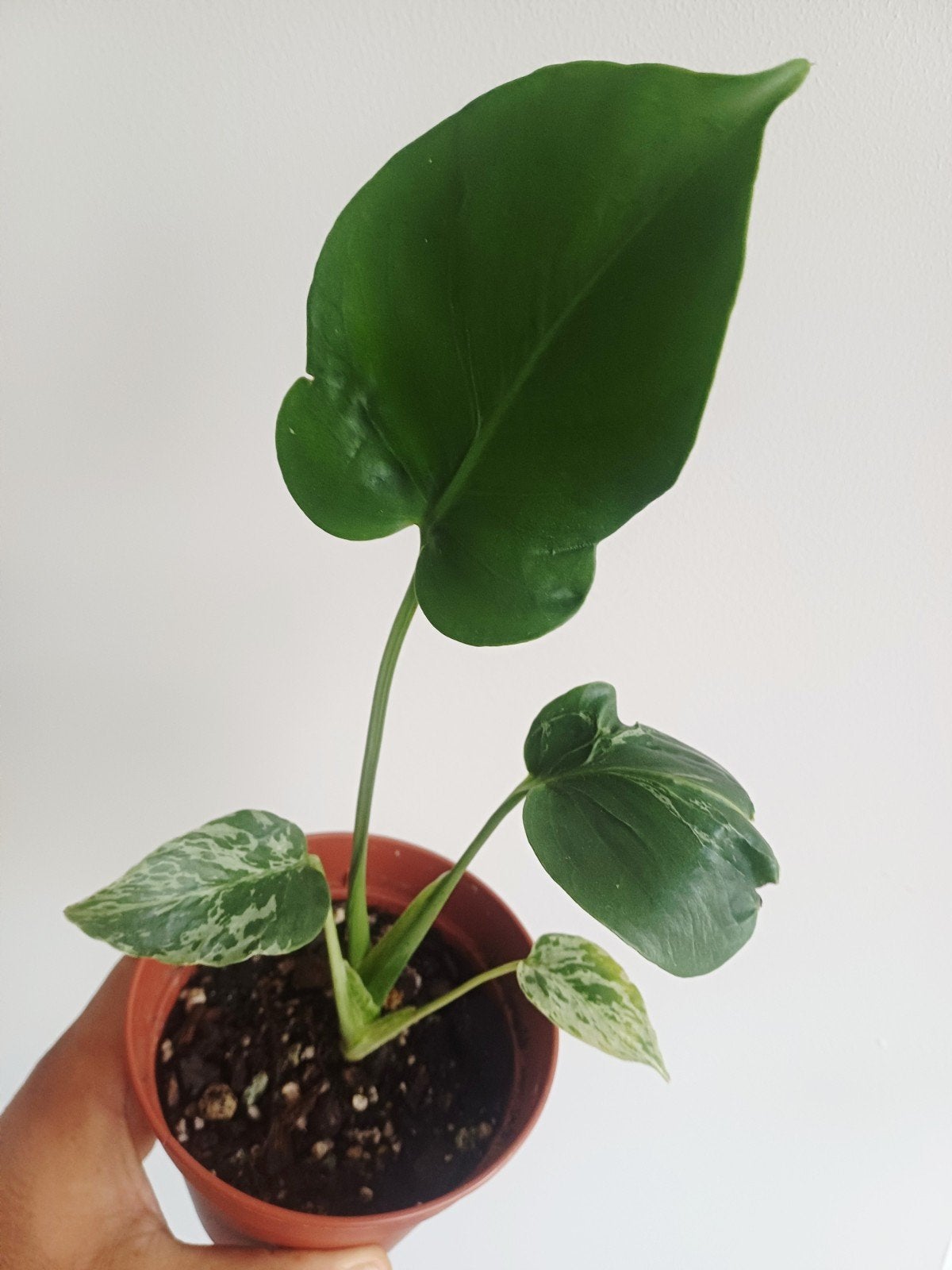 Monstera Deliciosa Bulbasaur, Autres espèces, En pot, Enlèvement ou Envoi, Moins de 100 cm
