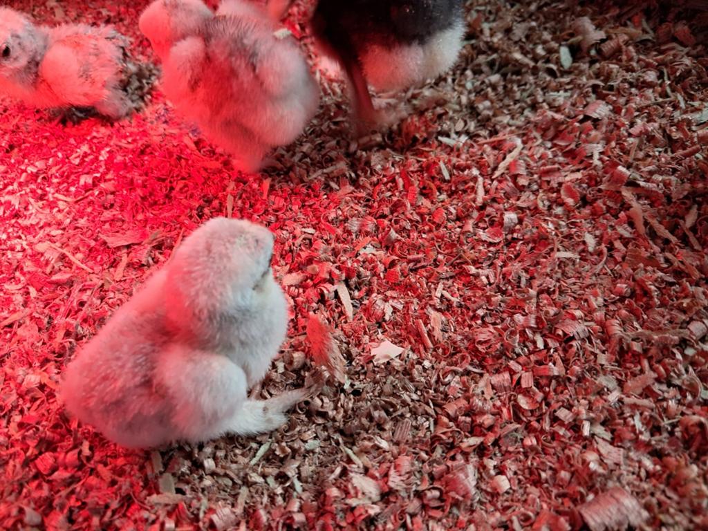 Kuikens (cochin kriel zilvergrijs), Dieren en Toebehoren, Geslacht onbekend, Kip