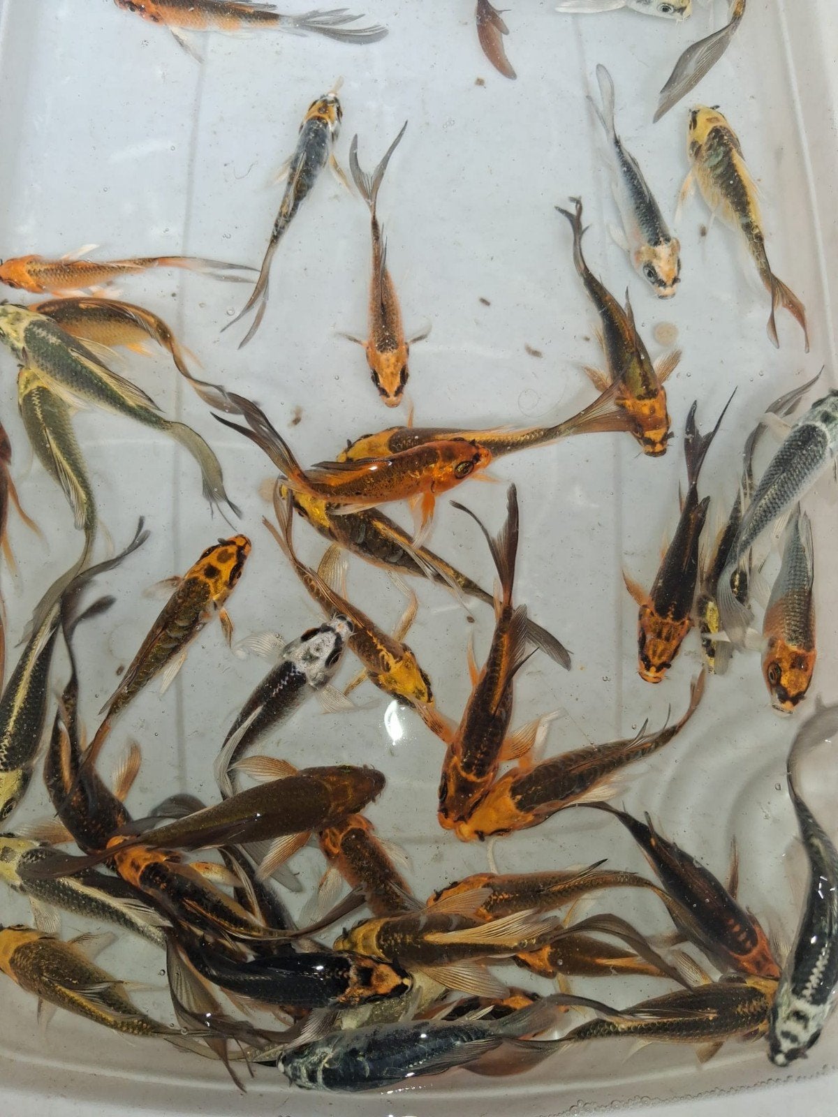 Vlinder koi s 8 10 cm, Dieren en Toebehoren, Vissen | Vijvervissen