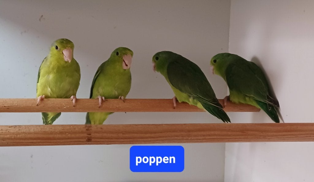 Forpussen, Dieren en Toebehoren, Vrouwelijk, Parkiet, Geringd