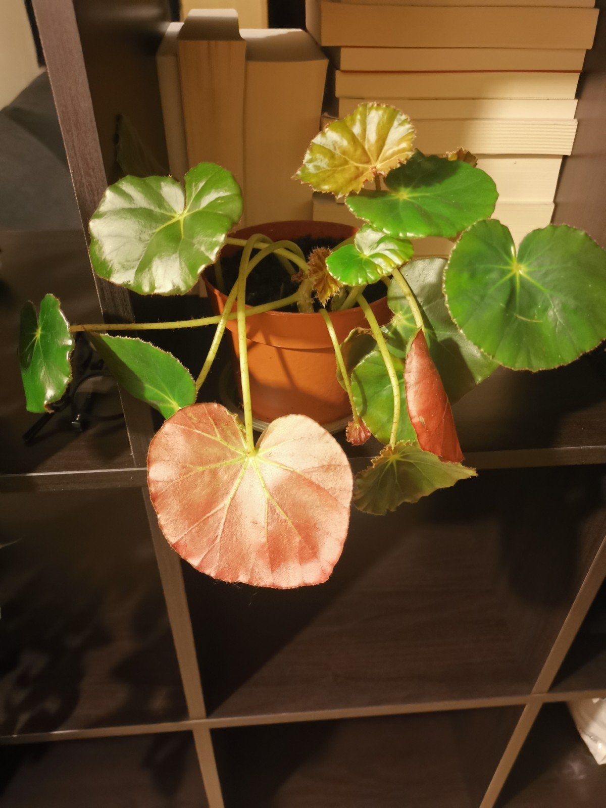 Begonia erythrophylla (Beefsteak Begonia), Ophalen