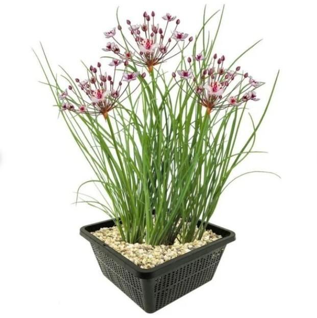 Zwanenbloem, Ophalen, Nieuw