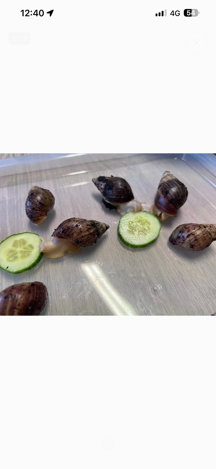 Bébés escargots albinos agate, Autres espèces, Domestique, 0 à 2 ans
