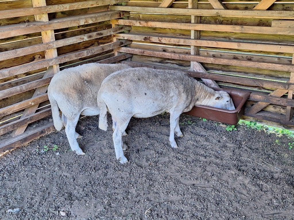 ooi te koop voor de slacht, Dieren en Toebehoren, Vrouwelijk, Schaap, 3 tot 5 jaar