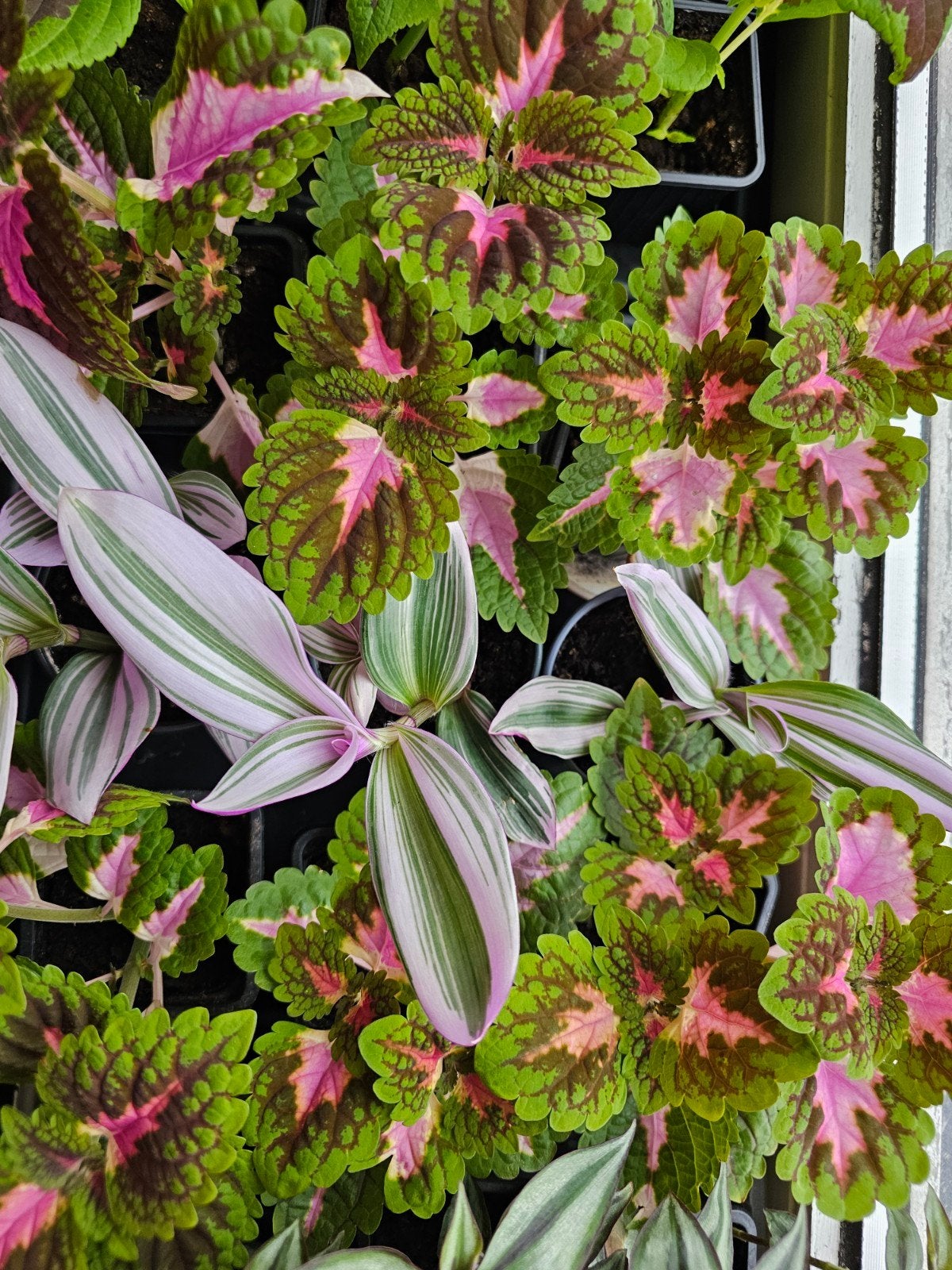 Coleus, tradescantia nanouk 2-3€ le pot, Enlèvement