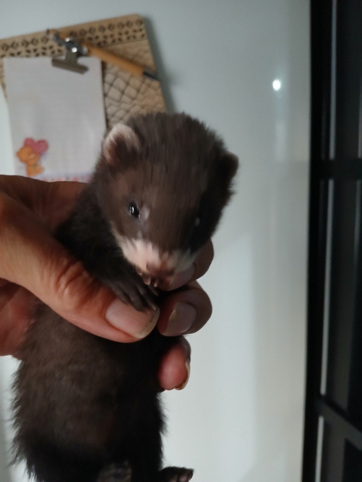 Fretten polecat, Dieren en Toebehoren, Knaagdieren, Vrouwelijk, Fret, Mei