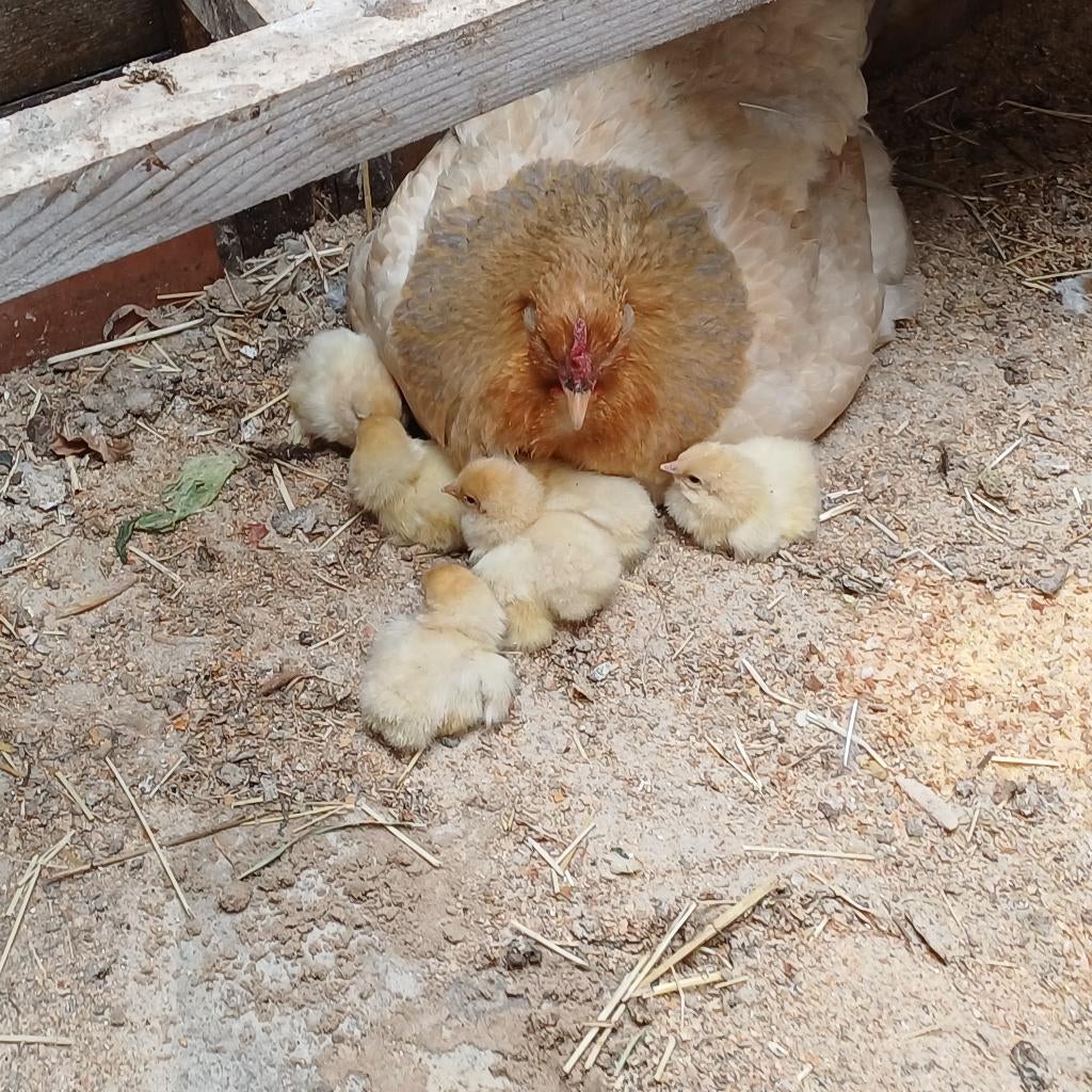 Brahma kuikens