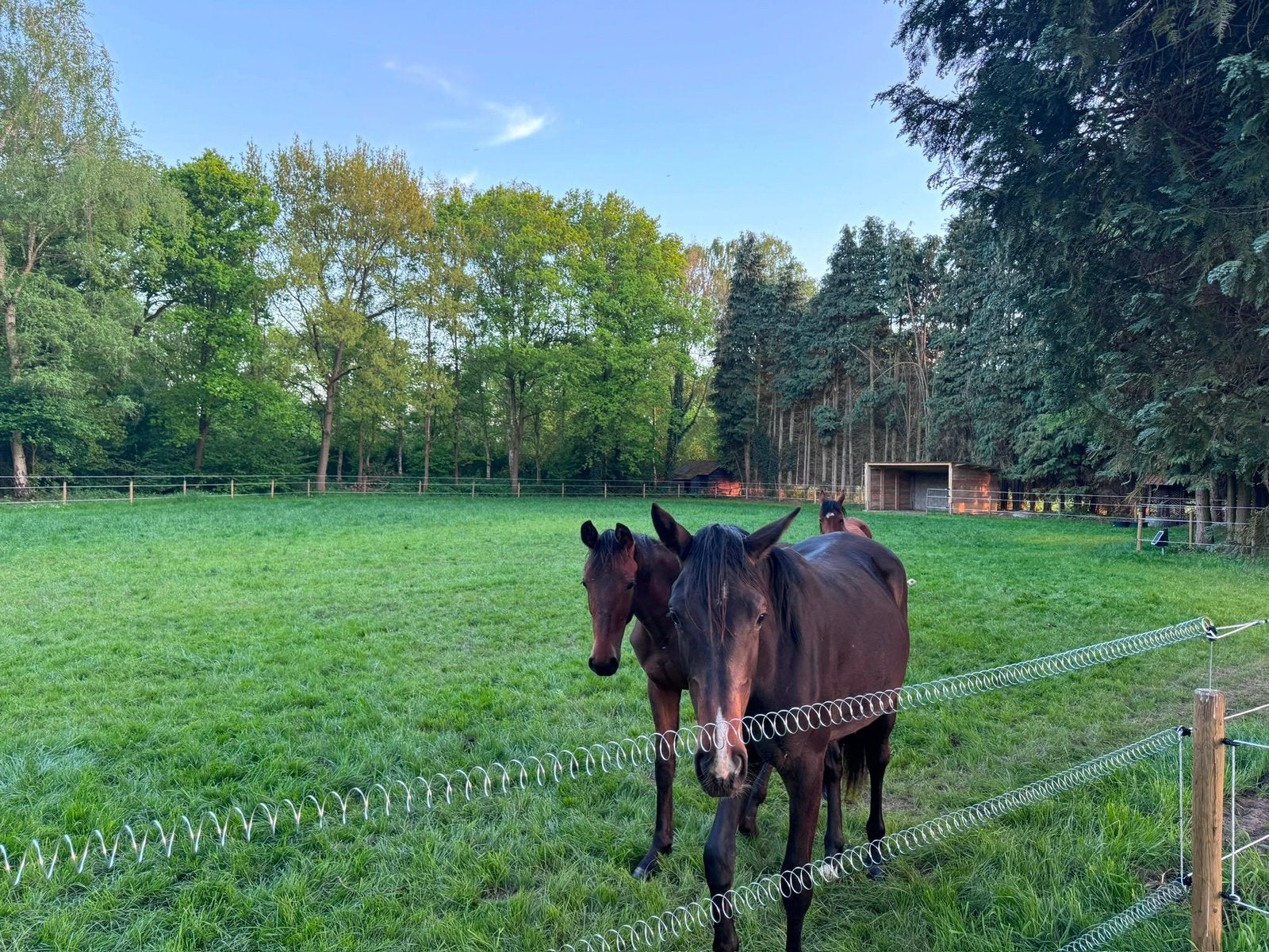 Weide te huur vanaf september, Dieren en Toebehoren, Weidegang, 2 of 3 paarden of pony's