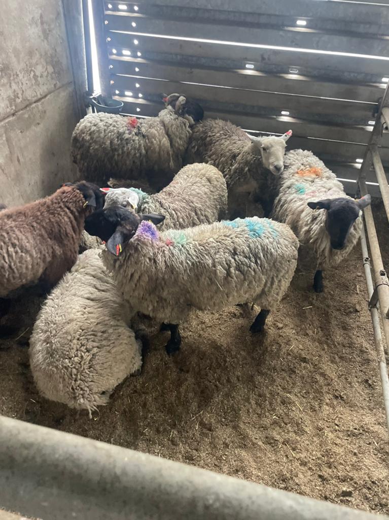 Rammen te koop, Dieren en Toebehoren, Schapen, Geiten en Varkens