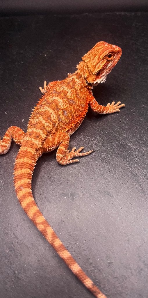 Pogona Vitticeps Red Monster/Extreme Red Het Trans, Hagedis, Tam, 0 tot 2 jaar