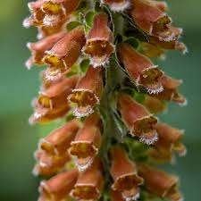 Digitalis Parviflora, Enlèvement, Mi-ombre